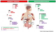 翰森制药奥莱泊肽Ⅲ期研究达标 双靶点减重药突围全球赛道