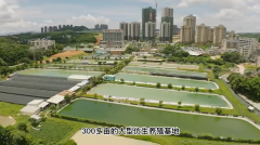 岭南正统工艺，品质滋养：福伦堂真龟龟苓膏——药食同源健康智慧